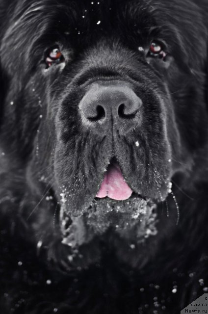 Фото: ньюфаундленд Pchiolkin Dom Veniamin (Пчёлкин Дом Вениамин)