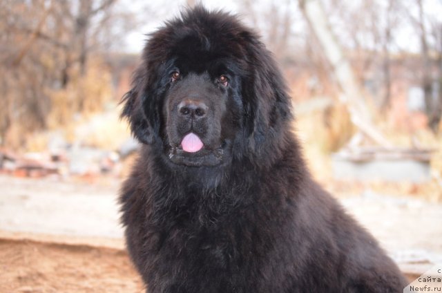 Фотография № 84977