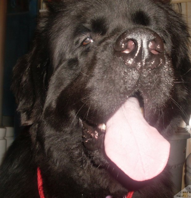 Фото: ньюфаундленд Fiamettahauz Nusakan (Фиаметтахауз Нусакан)