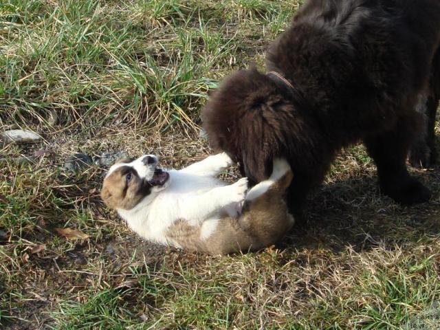 Фото: ньюфаундленд Potap Fidel' (Потап Фидель)
