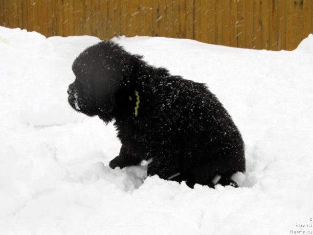Фото: Бэлла Мосс Аристократ