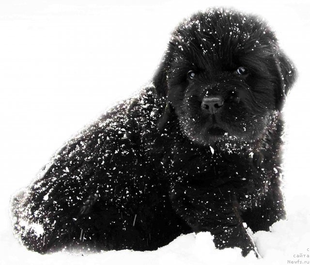 Фото: Бэлла Мосс Амадеус