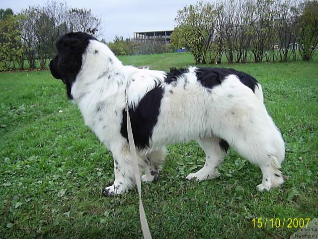 Фото: ньюфаундленд Super Bizon Baton (Супер Бизон Батон)