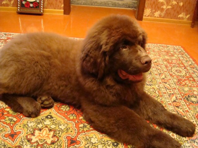 Фото: ньюфаундленд Fenomenalnyi Fakt s Berega Dona (Феноменальный Факт с Берега Дона)