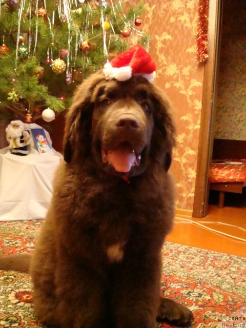 Фото: ньюфаундленд Fenomenalnyi Fakt s Berega Dona (Феноменальный Факт с Берега Дона)