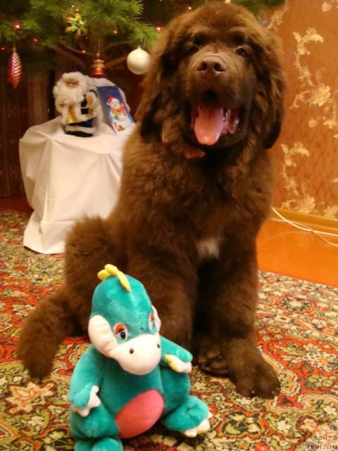 Фотография № 84993