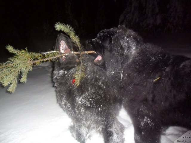 Фотография № 85002