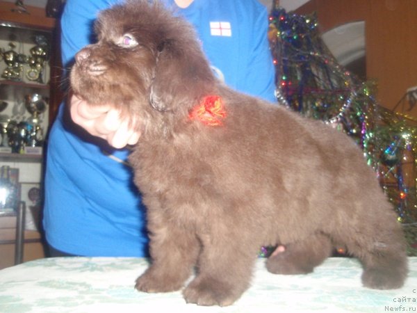 Фото: дети, ньюфаундленд Arabella Statnaya Mulatka (Арабелла Статная Мулатка)