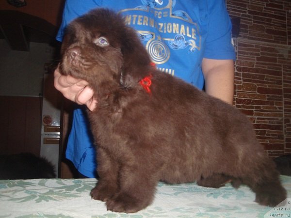 Фото: дети, ньюфаундленд Arabella Statnaya Mulatka (Арабелла Статная Мулатка)