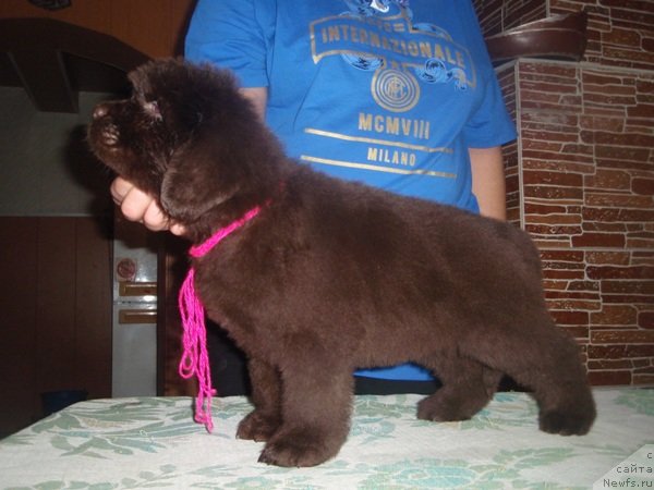 Фото: дети, ньюфаундленд Arabella Statnaya Mulatka (Арабелла Статная Мулатка)