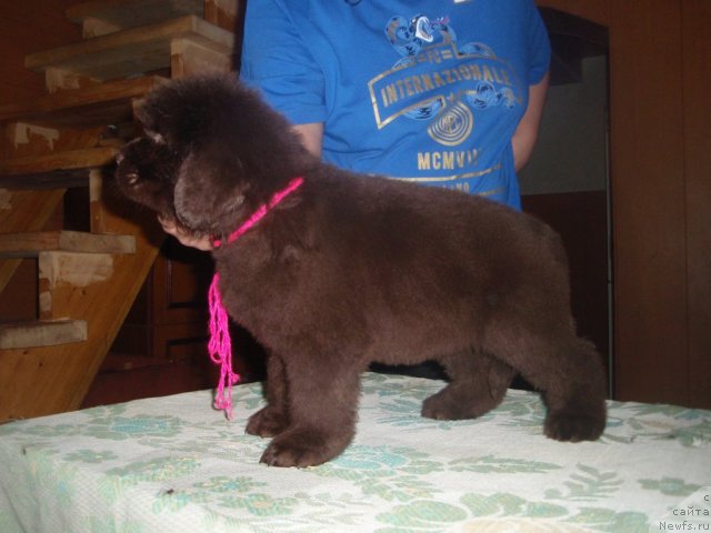 Фото: дети, ньюфаундленд Arabella Statnaya Mulatka (Арабелла Статная Мулатка)