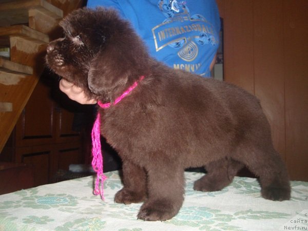 Фото: дети, ньюфаундленд Arabella Statnaya Mulatka (Арабелла Статная Мулатка)