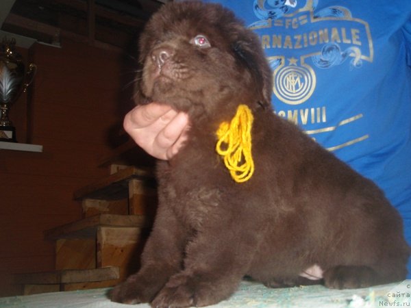 Фото: дети, ньюфаундленд Arabella Statnaya Mulatka (Арабелла Статная Мулатка)