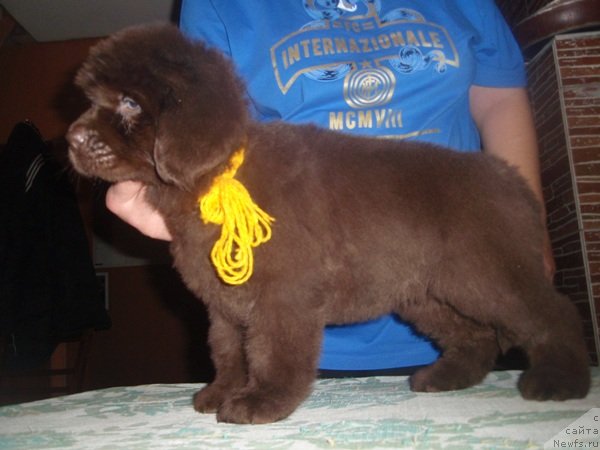 Фото: дети, ньюфаундленд Arabella Statnaya Mulatka (Арабелла Статная Мулатка)