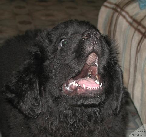 Фото: ньюфаундленд Sent Djons Orfey (Сент Джонс Орфей)