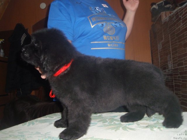 Фото: ньюфаундленд N'yufort Pyatnica (Ньюфорт Пятница)