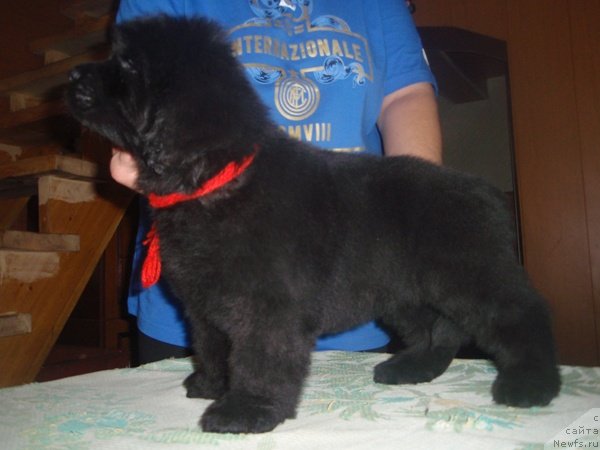 Фото: ньюфаундленд N'yufort Pyatnica (Ньюфорт Пятница)