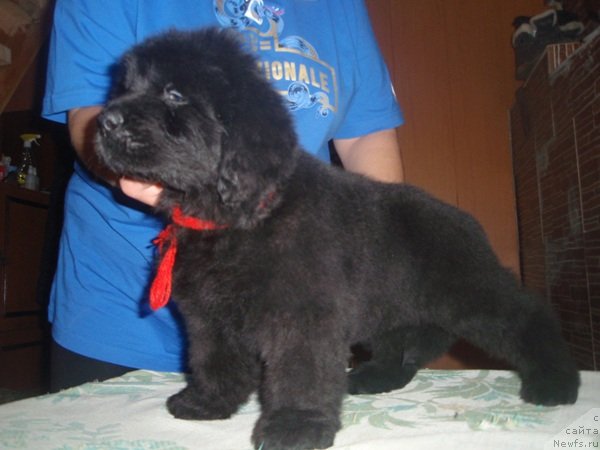 Фото: ньюфаундленд N'yufort Pyatnica (Ньюфорт Пятница)