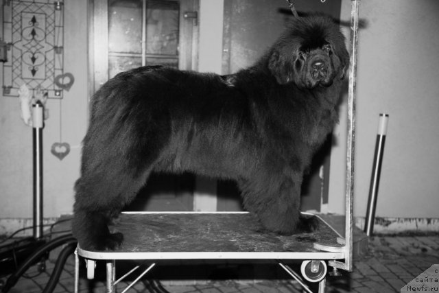 Фотография № 85049