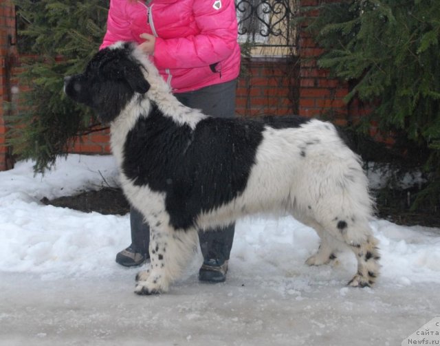 Фотография № 85051