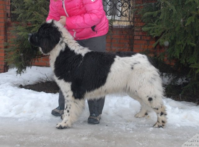 Фотография № 85052