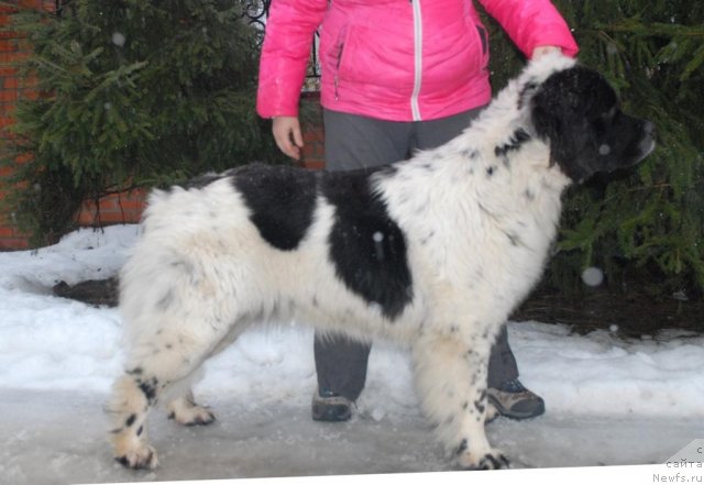 Фотография № 85053