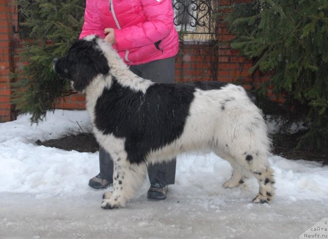 Фотография № 85054