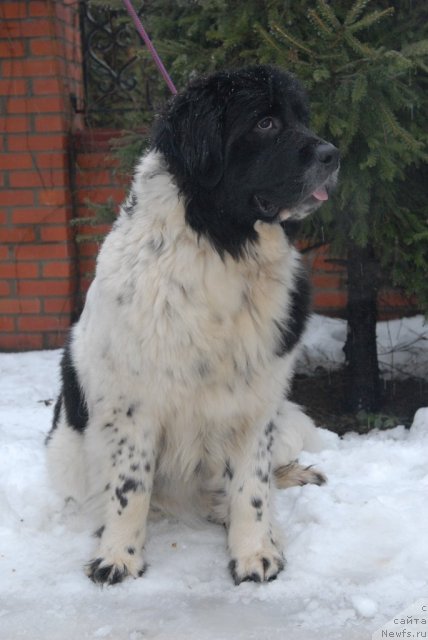 Фотография № 85055