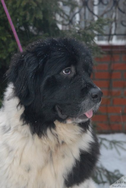 Фотография № 85056