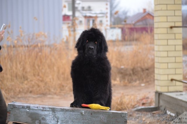 Фото: ньюфаундленд Vom Waterfall Land Ay Todor (Вом Ватерфалл Лэнд Ай Тодор)