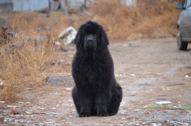 Фото: ньюфаундленд Vom Waterfall Land Ay Todor (Вом Ватерфалл Лэнд Ай Тодор)