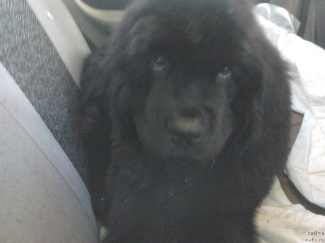 Фото: ньюфаундленд Vom Waterfall Land Ay Todor (Вом Ватерфалл Лэнд Ай Тодор)