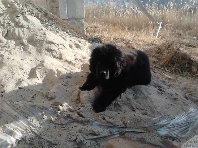 Фото: ньюфаундленд Vom Waterfall Land Ay Todor (Вом Ватерфалл Лэнд Ай Тодор)