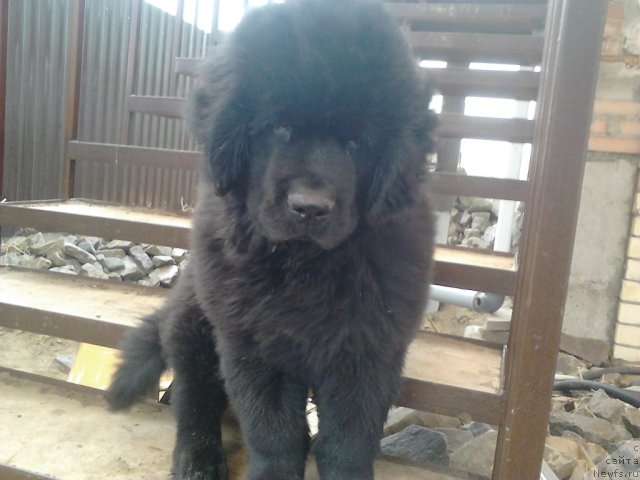 Фото: ньюфаундленд Vom Waterfall Land Ay Todor (Вом Ватерфалл Лэнд Ай Тодор)