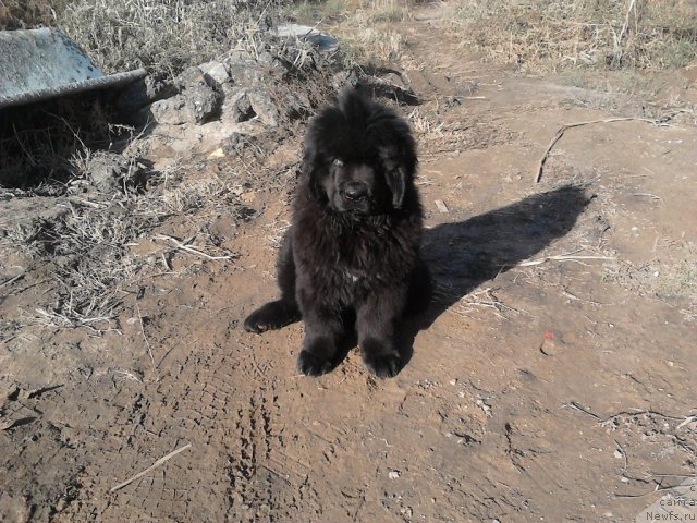 Фото: ньюфаундленд Vom Waterfall Land Ay Todor (Вом Ватерфалл Лэнд Ай Тодор)