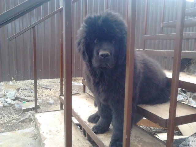 Фото: ньюфаундленд Vom Waterfall Land Ay Todor (Вом Ватерфалл Лэнд Ай Тодор)