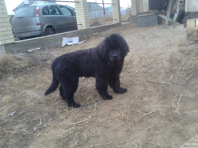 Фото: ньюфаундленд Vom Waterfall Land Ay Todor (Вом Ватерфалл Лэнд Ай Тодор)