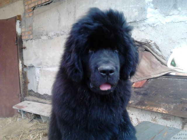 Фото: ньюфаундленд Vom Waterfall Land Ay Todor (Вом Ватерфалл Лэнд Ай Тодор)