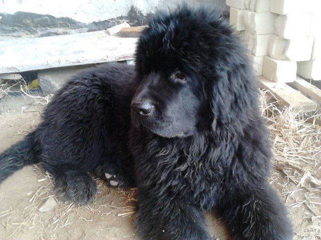 Фото: ньюфаундленд Vom Waterfall Land Ay Todor (Вом Ватерфалл Лэнд Ай Тодор)