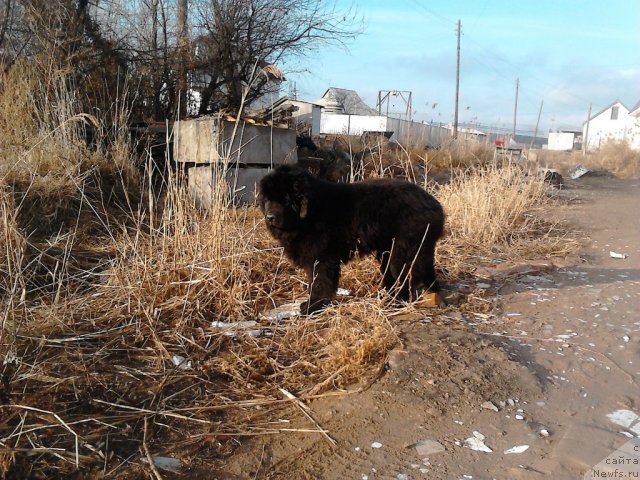 Фото: ньюфаундленд Vom Waterfall Land Ay Todor (Вом Ватерфалл Лэнд Ай Тодор)