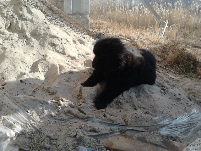 Фото: ньюфаундленд Vom Waterfall Land Ay Todor (Вом Ватерфалл Лэнд Ай Тодор)