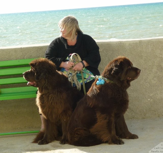 Фото: ньюфаундленд Funnewf Gospozha Udacha (Фанньюф Госпожа Удача), ньюфаундленд Smigar Rishel Lady Fortuna (Смигар Ришель Леди Фортуна), Natal'ya Malinina (Наталья Малинина)