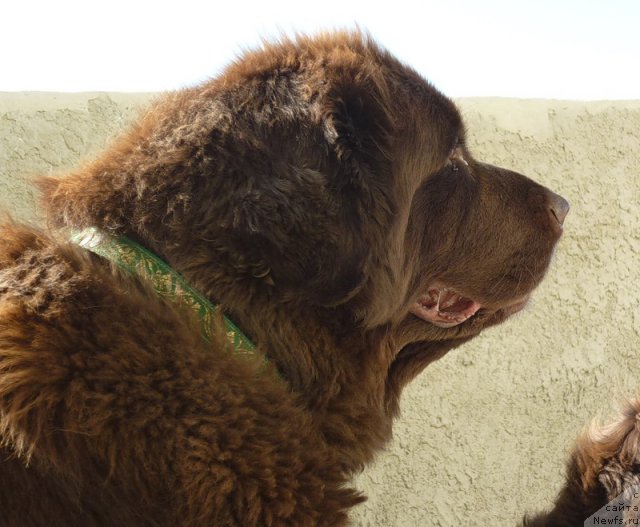 Фото: ньюфаундленд Smigar Rishel Lady Fortuna (Смигар Ришель Леди Фортуна)