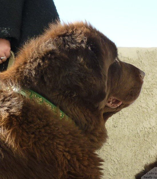 Фото: ньюфаундленд Smigar Rishel Lady Fortuna (Смигар Ришель Леди Фортуна)