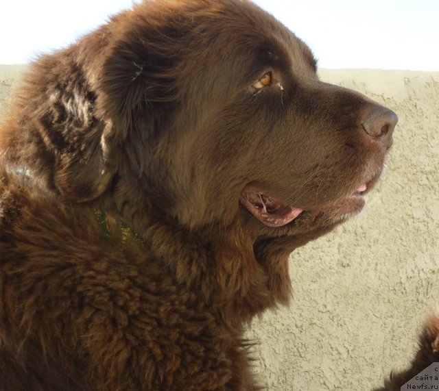 Фото: ньюфаундленд Smigar Rishel Lady Fortuna (Смигар Ришель Леди Фортуна)