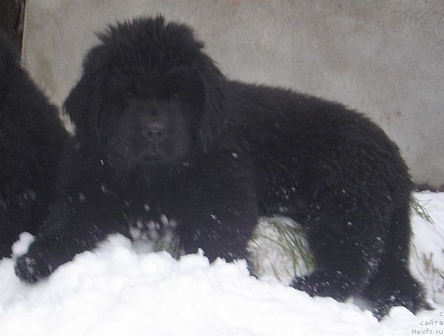 Фото: ньюфаундленд Bjornebandens Nancy Wilson, Dar Svezy Brilliant Idea