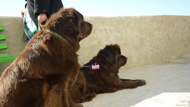 Фото: ньюфаундленд Smigar Rishel Lady Fortuna (Смигар Ришель Леди Фортуна), ньюфаундленд Funnewf Gospozha Udacha (Фанньюф Госпожа Удача)