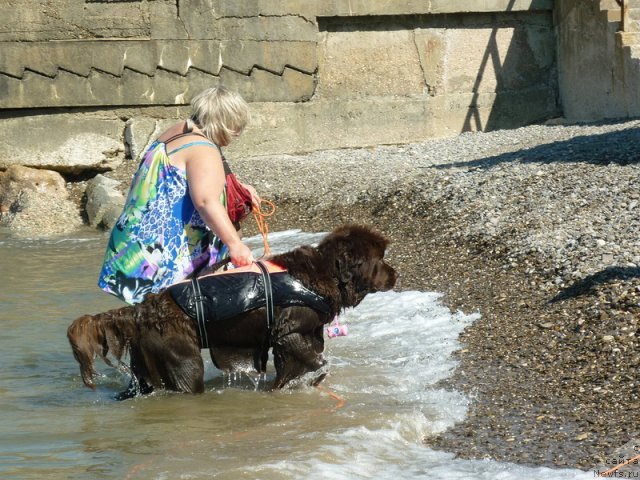 Фото: ньюфаундленд Funnewf Gospozha Udacha (Фанньюф Госпожа Удача), Natal'ya Malinina (Наталья Малинина)