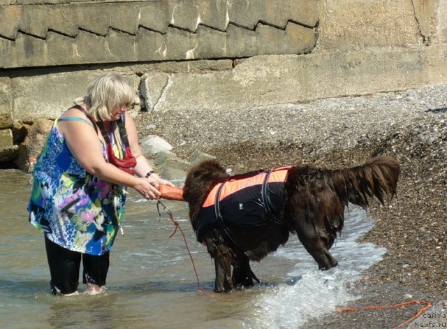 Фото: ньюфаундленд Funnewf Gospozha Udacha (Фанньюф Госпожа Удача), Natal'ya Malinina (Наталья Малинина)