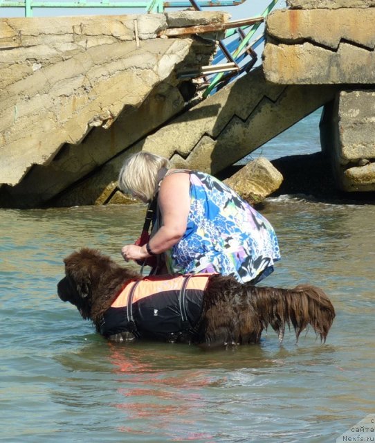 Фото: ньюфаундленд Funnewf Gospozha Udacha (Фанньюф Госпожа Удача), Natal'ya Malinina (Наталья Малинина)